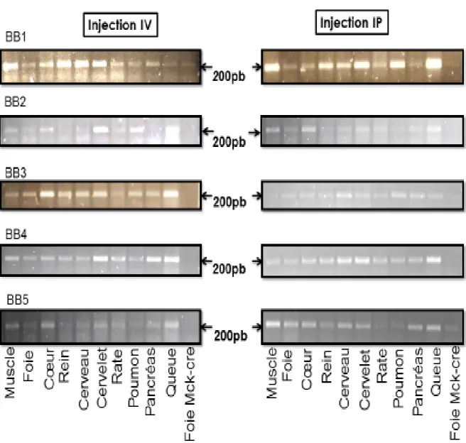 Figure 8 :  Électrophorèse sur gel d'agarose 2% des produits PCR du gène eGFP dans les tissus des  bébés (BB1, BB2, BB3, BB4 et BB5)