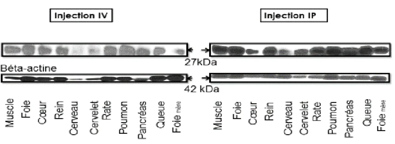 Figure  9 :  Immunobuvardages  de  la  protéine  eGFP  faits  dans  les  tissus  maternels