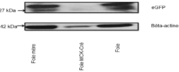 Figure 11 :  Immunobuvardages de la protéine eGFP pour le contrôle négatif. Foie mère: Foie d'une des  femelles C57BL10J pris comme contrôle positif, Foie MCK-Cre: Foie de la souris modèle MCK-Cre pris  comme contrôle négatif, Foie: Foie d'une des souris C