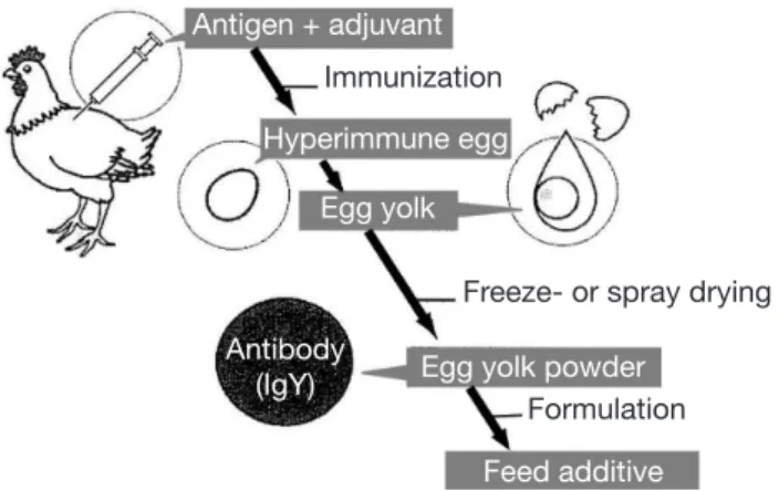 Figure  1.  Standard  protocol  for  the  production,  in  laying  hens,  of  antigen-specific  IgY  intended  for  passive  dietary  immunization  in  animals  (adapted  from  Kim  et  al.,  2000) — Protocole standard relatif à la production, chez la  pou