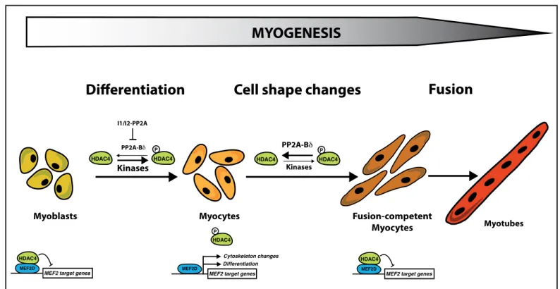 Figure 1: Regulation of myocyte fusion by the PP2A Bδ/HDAC4/MEF2 pathway. MEF2-dependent transcription is  under the control of HDAC4, which is controlled by reversible phosphorylation, which is controlled by the opposing  actions  of  signal-responsive  m
