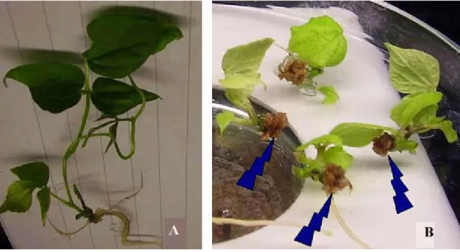 Figure 2:   Development of P. coccineus (NI 16) microcuttings after 4 weeks in the MS (A) and G7c (B) media.