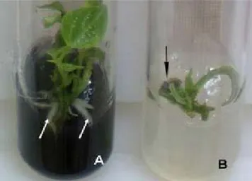 Figure 3:  Plantlet  (A)  and  explant  (B)  developed  after  4  weeks  of  the microcutting of cotyledonary nodes using P