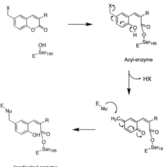 Figure 2. Postulated mechanism for the inactivation of a-chymo- a-chymo-trypsin by coumarinic derivatives.
