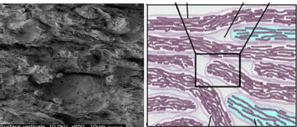 Figure 7a presents a SEM photo of the Callovo-Oxfordian  (COx) claystone, with a  schematic representation of its microstructure also presented in Figure 7b