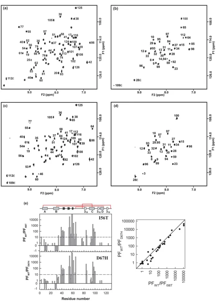 Figure 3. 15 N– 1 H HSQC NMR spectra of the I56T variant lysozyme recorded (a) immediately after exposure to 2 H 2 O and, (b) after 3.5 hours of exchange at pH 5.0 and 37 8C