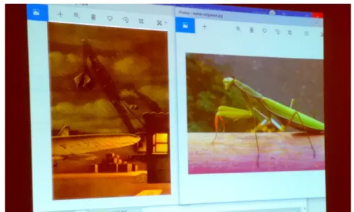 Figure 6 :   Photographie de la projection d’images faite en classe pour  comparaison : illustration de l’album La reine des fourmis a disparu à gauche et 