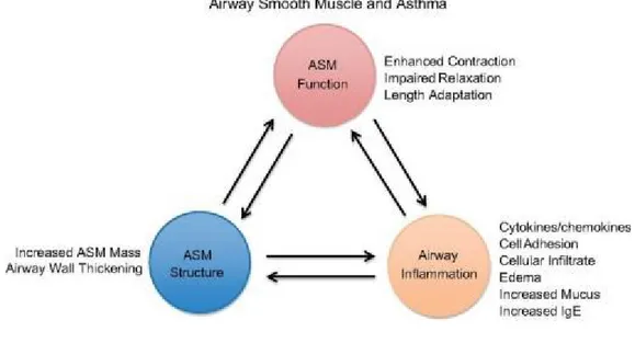 Figure  7 : Le muscle lisse participe aux trois composantes de la pathologie de l’asthme 61