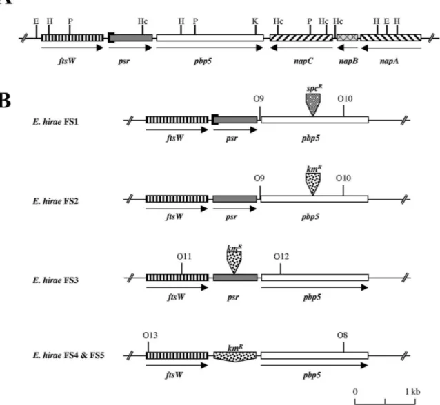 FIG. 1. (A) Map of the ftsW-psr-pbp5 locus of E. hirae. (B) ftsW-psr-pbp5 loci of the different E