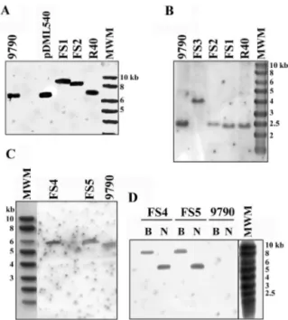 FIG. 2. Southern blots of restriction enzyme digestion products of the DNA of the E. hirae recombinants