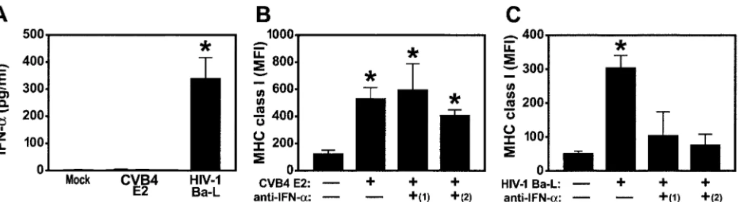 FIG. 5. (A) CVB4 E2-mediated MHC class I upregulation is independent of IFN-␣. IFN-␣ was not detected in supernatants from CVB4 E2- E2-and mock-infected FTOC but was detected after HIV-1 Ba-L infection