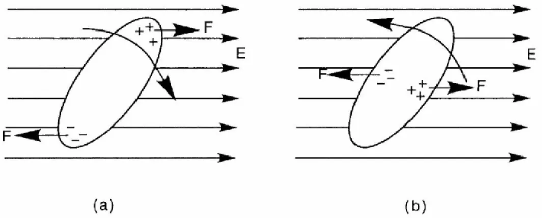 Figure 2.8 Orientation of a LC molecule by an electric field. In (a) the molecule has positive  dielectric anisotropy, while in (b) it has a negative dielectric anisotropy
