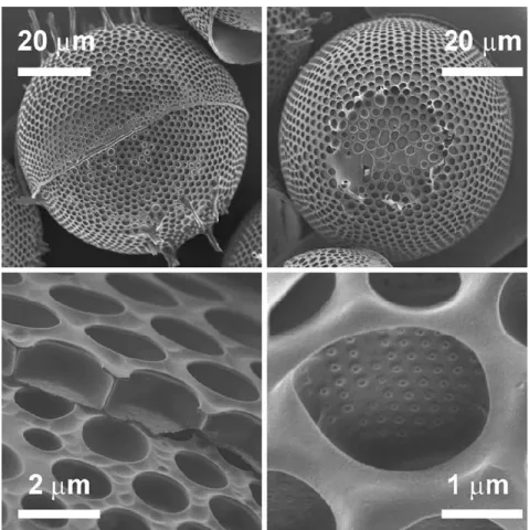 Figure 1.1 : Image en microscopie électronique à balayage de frus- frus-tules purifiés de Stephanopyxis turris à différentes magnifications