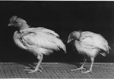 Figure 1.2 : Photographie de poulets de 4 semaines sous  diète enrichie en Si (gauche) et diète basale pauvre en  Si (droite)