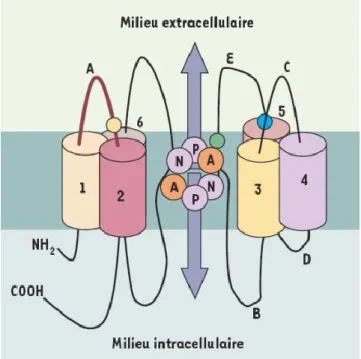 Figure 1.3: Représentation schématique  d’une aquaporine modèle. Les segments  transmembranaires sont numérotés de 1 à 6, et  les boucles intra- et extracellulaires sont  identi-fiées par les lettres A à E