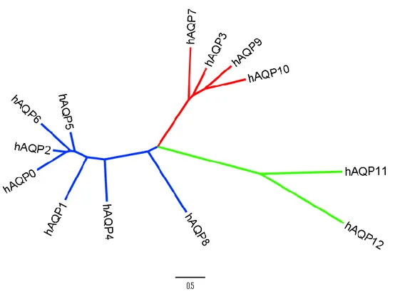 Figure 1.4:  Arbre  phylogénétique  des  différentes  aquaporines  humaines. Le groupe bleu re- re-présente les aquaporines classiques, le groupe rouge, les aquaglycéroporines et le groupe vert, les  aquaporines non-orthodoxes