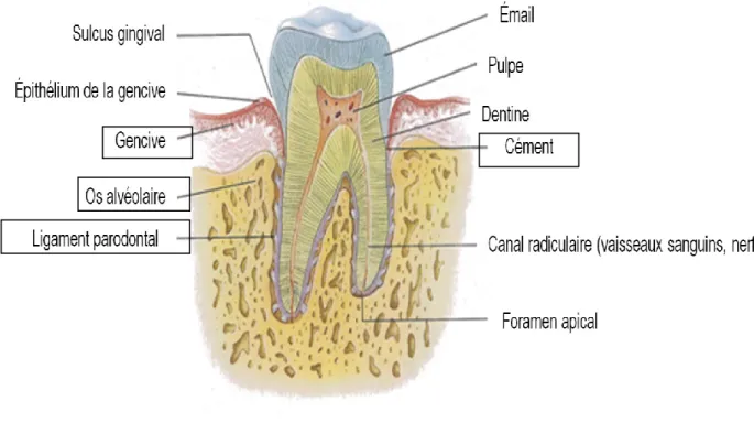 Figure 1. Représentation schématique des tissus de soutien de la dent (figure traduite et adaptée de  Color Atlas of Histology, Fifth Edition, 2009 [6])