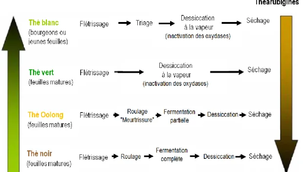 Figure 4. Schématisation du processus de fabrication du thé et composition en polyphénols des divers  thés (Figure adaptée de [339]