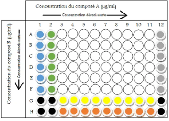 Figure 6. Disposition des dilutions des composantes à l’étude et des contrôles dans la plaque 96 puits  pour les essais de synergie