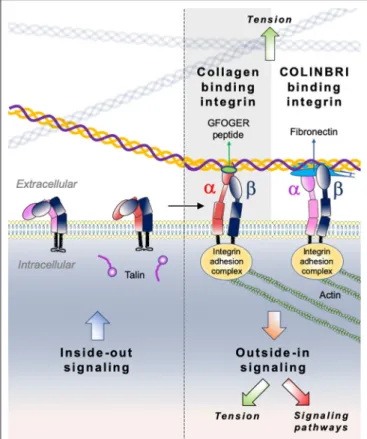 FIGURE 6 | Illustration of direct (collagen-binding integrin-mediated) and indirect (COLINBRI-mediated) integrin heterodimers binding to collagen fibrils.