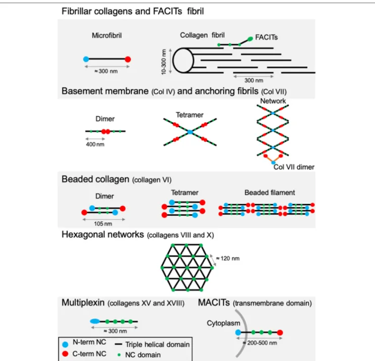 FIGURE 3 | Supramolecular structures formed by some archetypal collagens. Fibrillar collagens and FACITs fibrils: the association of mature protomers together leads to the formation of microfibrils which in turn assemble into fibrils