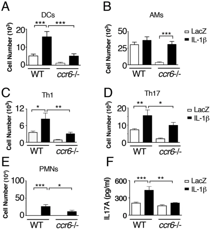 Fig. 8. ccr6 is required for innate and Th 1  and Th 17  adaptive immunity in Ad-IL-1β-treated mice WT or ccr6 −/− (A–F) mice (N ≥ 7) were treated with intratracheal-Ad-IL-1β or Ad-LacZ as  a control