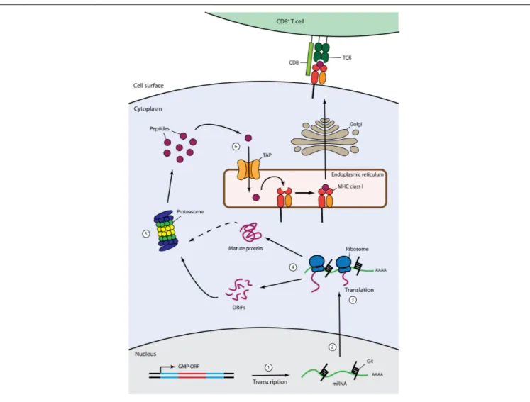 FIGURE 2 | Cis-acting immune evasion of MHC Class I antigen presentation of gammaherpesvirus GMPs