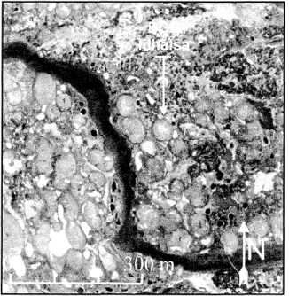 Figure  2.  Photo  aérienne  verticale  prise  en  1957  du  champ  de  lithalses  de  Hudsonie  (lat.56°36’63N,  long.76°12’85 W) où se trouve la “ BGR lithalsa ” de 50 m de diamètre étudiée par Calmels (thèse, figure  5.3, p