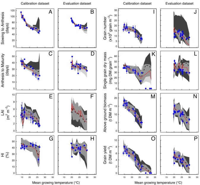 Fig. 5. Simulated and measured days from sowing to anthesis (A and B), days from anthesis to maturity (C and D), leaf area index (LAI) (E and F), harvest index (HI) (G and H), grain number (I and J), single grain dry mass (K and L), ﬁnal total above ground