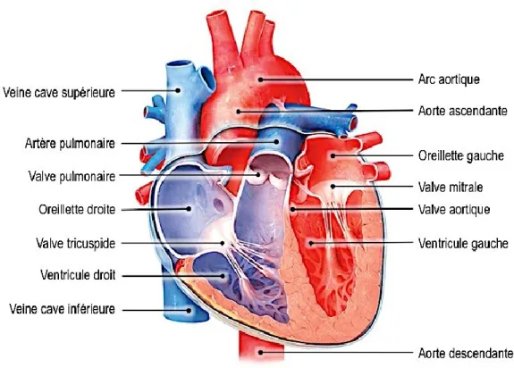 Figure 1.1. Schéma représentant les structures principales du coeur humain en coupe frontale  Figure adaptée de la Anatomy and Physiology Visual Librairy 6.0 (edugen.com, copywright John Wiley  and Sons Inc., 2012) 