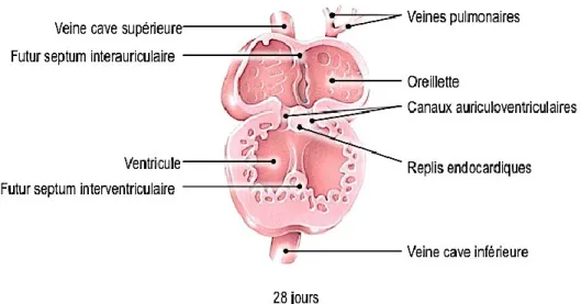 Figure 1.5. Schéma représentant le début de la division du coeur en quatre cavités au 28e jour  de gestation 