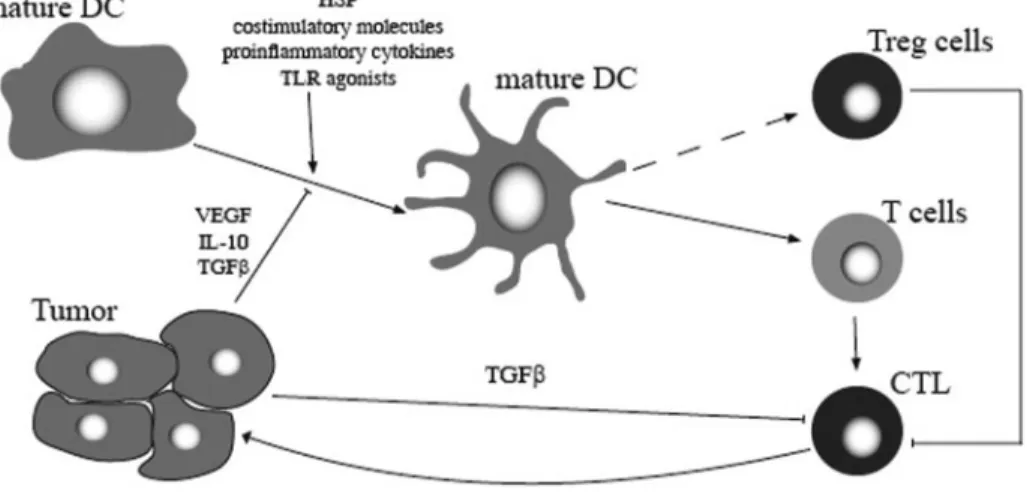 Fig. 5. Strategies aiming to suppress tu- tu-mor tolerance. The in vivo maturation of DC is a critical event to induce immunologic and clinical responses against tumors