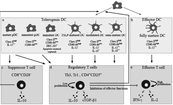 Fig. 1. Schematic representation of the interplay between tolerogenic DC subsets and Treg cells