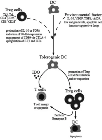 Fig. 2. Schematic representation of the interplay between DC and Treg cells.