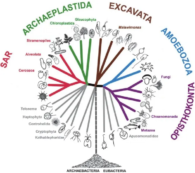 Figure 1.3 : Arbre phylogénétique des eucaryotes modifié de Adl et al. (2012). Les groupes indiqués sont ceux  dans lesquels les protistes sont retrouvés