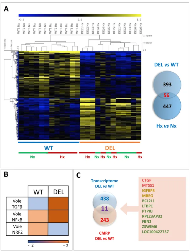 Figure 8 : Impact de l'invalidation de LincH3 sur le transcriptome des cellules d'ADC au cours de la  réponse hypoxique 