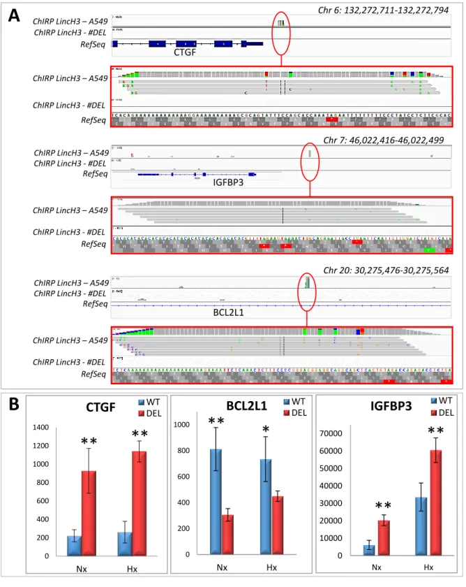 Figure 9 : CTGF, IGFBP3 et BCL2L1, trois gènes cibles de LincH3 ? 