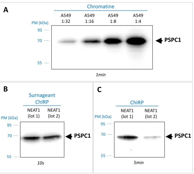 Figure 10 : Précipitation de la protéine PSPC1 par ChIRP-NEAT1  Analyse par Western blot de l'expression de la protéine PSPC1 dans:  