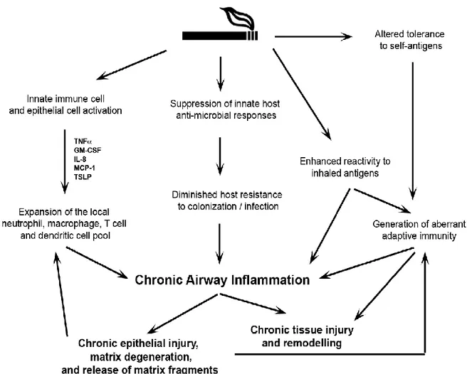 Figure 1-5: Summary of cigarette smoke (CS) effects on the immune system. CS exposure induces  the pro-inflammatory factors secretion and leads to a chronic inflammation, on left side