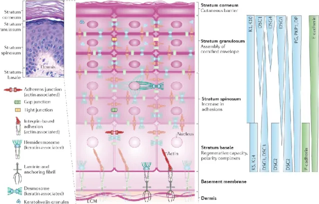 Figure 1-7: Gingival epithelium architecture. The gingival epithelium consists of four distinctive layers as  shown  in  the  top  left  by  the  hematoxylin-eosin  staining