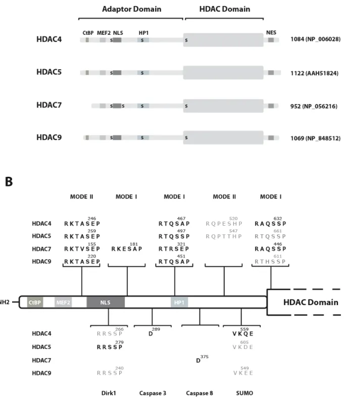 Figure 1: Domain organization of human class IIa HDACs. (A) Schematic representation of  HDAC4, HDAC5, HDAC7 and HDAC9