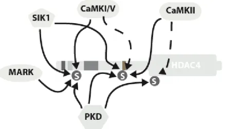 Figure  3:  The  14-3-3  binding  sites  of  Class  IIa  HDACs  are  phosphorylated  by  members  of  multiple families of protein kinases