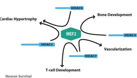 Figure  5:  Central  role  of  MEF2  in  the  biological  functions  of  class  IIa  HDACs.Gene  targeting studies in mice have revealed tissue specific functions for each member of the class  IIa HDACs