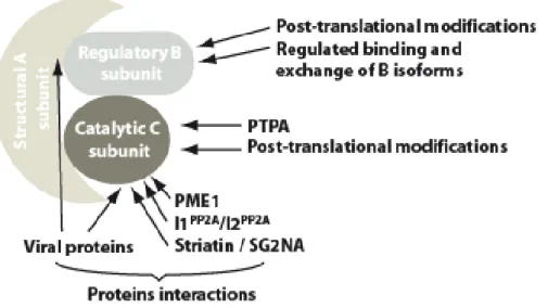 Figure 1. Summary of PP2A principal mechanisms of regulation 