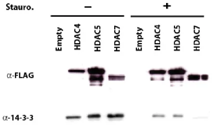 Figure  S1.  HEK293  cells  were  transiently  transfected  with  expression  vectors  encoding  FLAG-tagged versions of HDAC4, -5 and -7 or the empty vector as control
