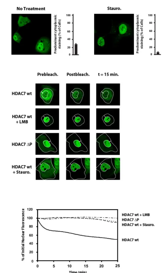 Figure 2. Class IIa HDACs are subjected to phosphorylation-dependent nucleo-cytoplasmic  efflux