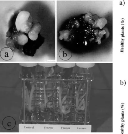 Fig. 3 Eradication rates for CMV- a and BSV- b infected plants obtained after the ELISA test on in vitro plants (first test) and in vivo plants (second test)