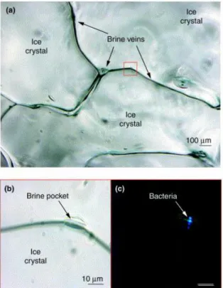Figure 1. Bacteria visualized microscopically directly within a brine pocket of Arctic winter sea ice at 