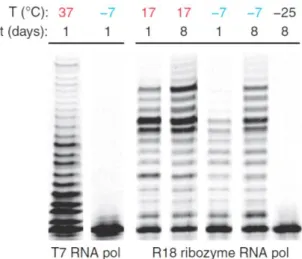 Figure  3.  Fluorescent  primer  extension  reactions  using  a  proteinaceous  polymerase  (T7  RNA  polymerase)  and  the  ribozyme  RNA  polymerase  at  ambient  temperatures  (red)  and  in  ice  (blue)  resolved by gel electrophoresis [64], reprinted 
