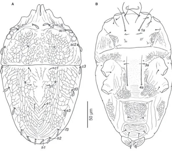 Fig. 4 — A – B. Brevipalpus incognitus Ferragut &amp; Navia sp. n. female. — A. Dorsal view